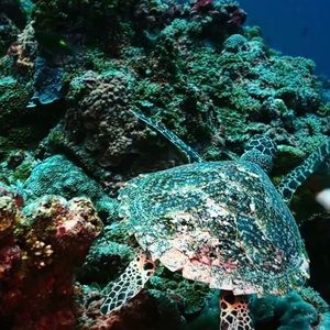 Meet your Posher, Dykell